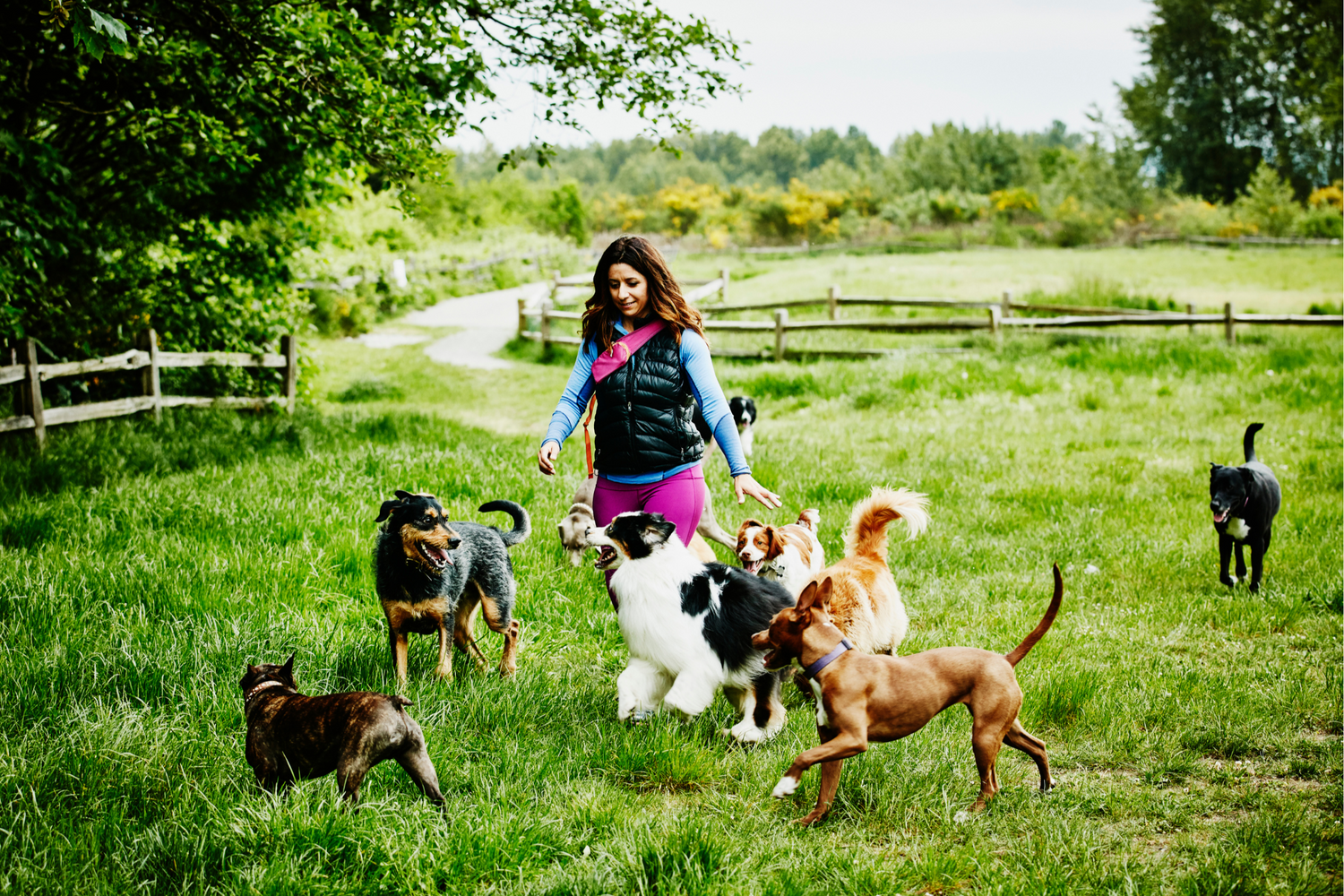 Wie Du die richtige Hundepension findest und woran Du eine schlechte erkennst