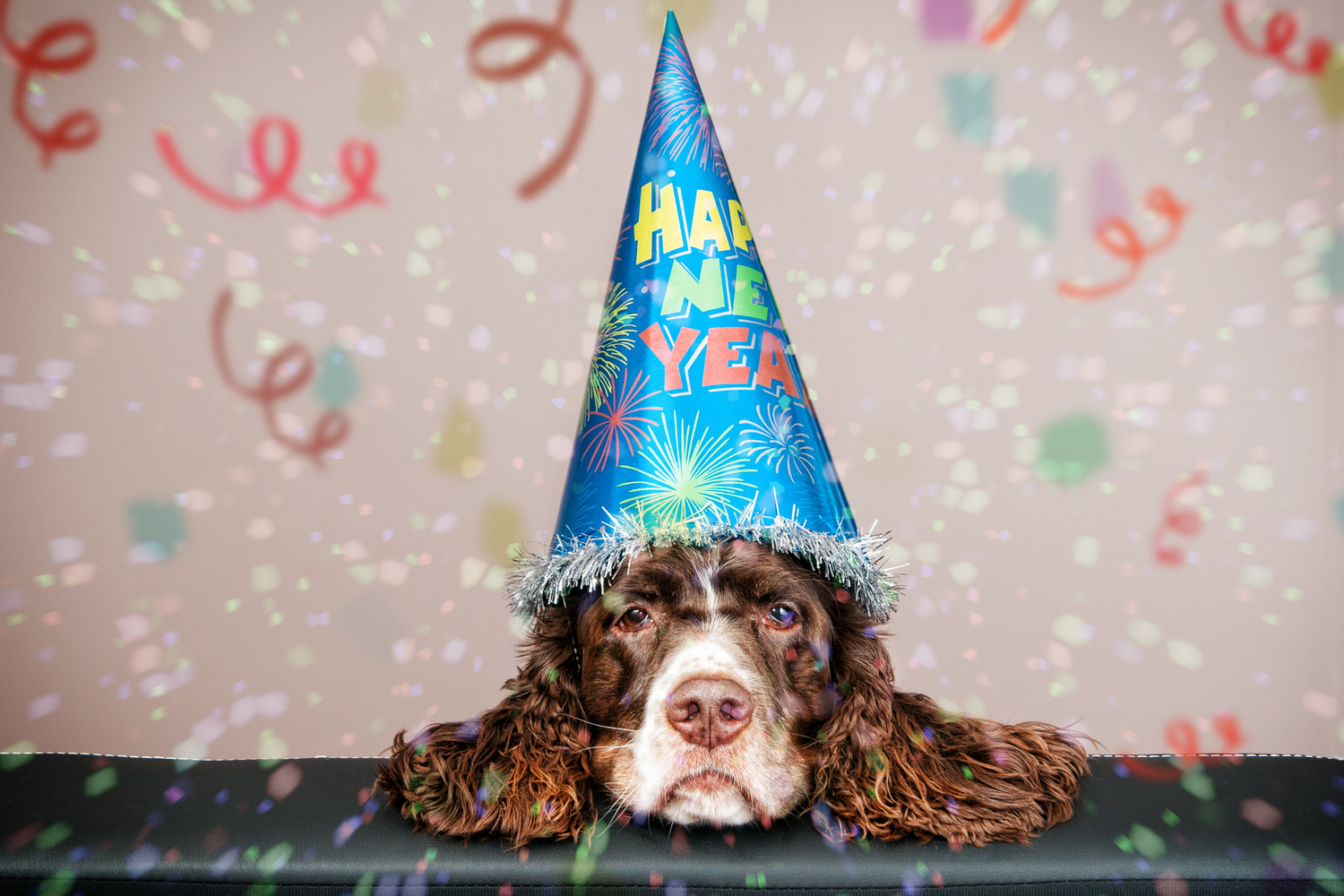 Silvester und Dein Hund: Tipps für eine entspannte Feier