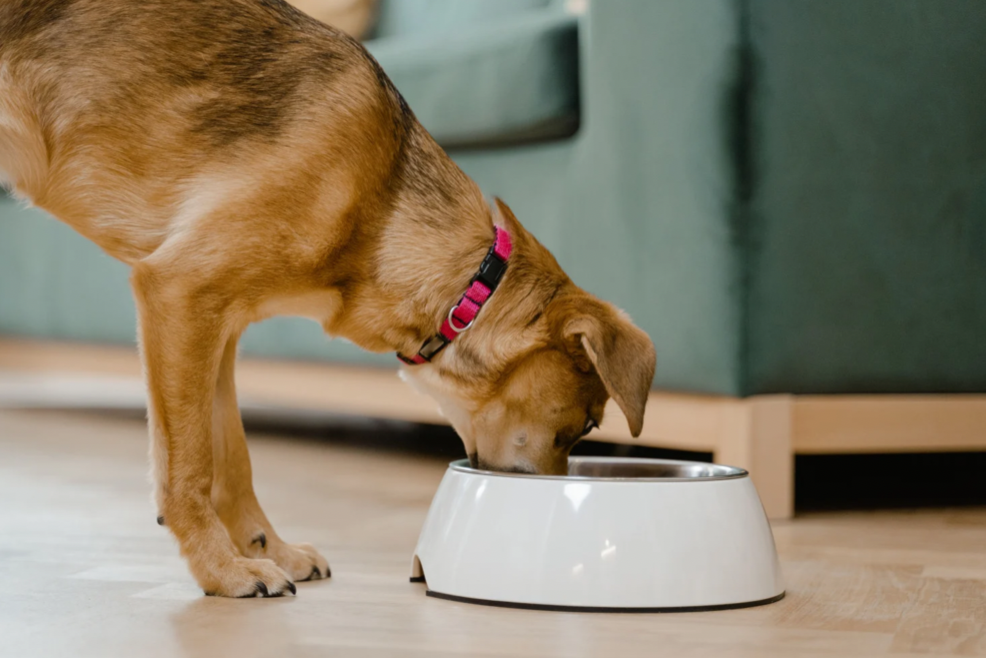 Futter Hundefutter Hund