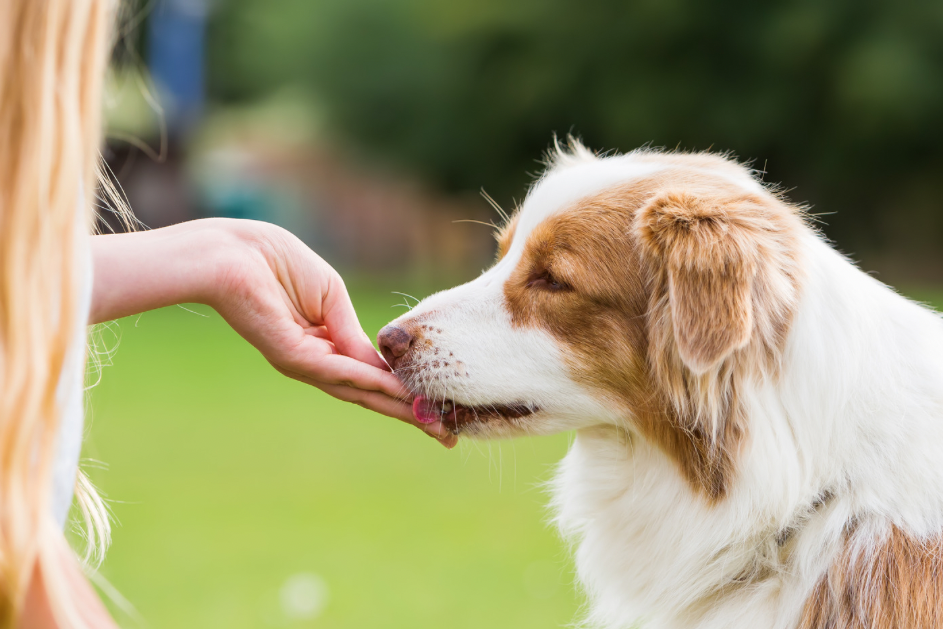 Hundeleckerli Insektenprotein