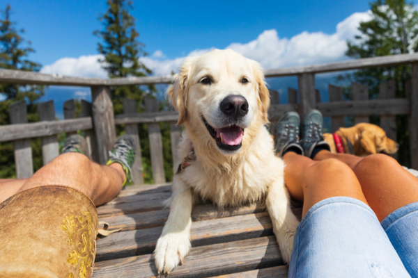 Ein unvergesslicher Sommer mit Deinem treuen Begleiter - Tipps für Hundebesitzer