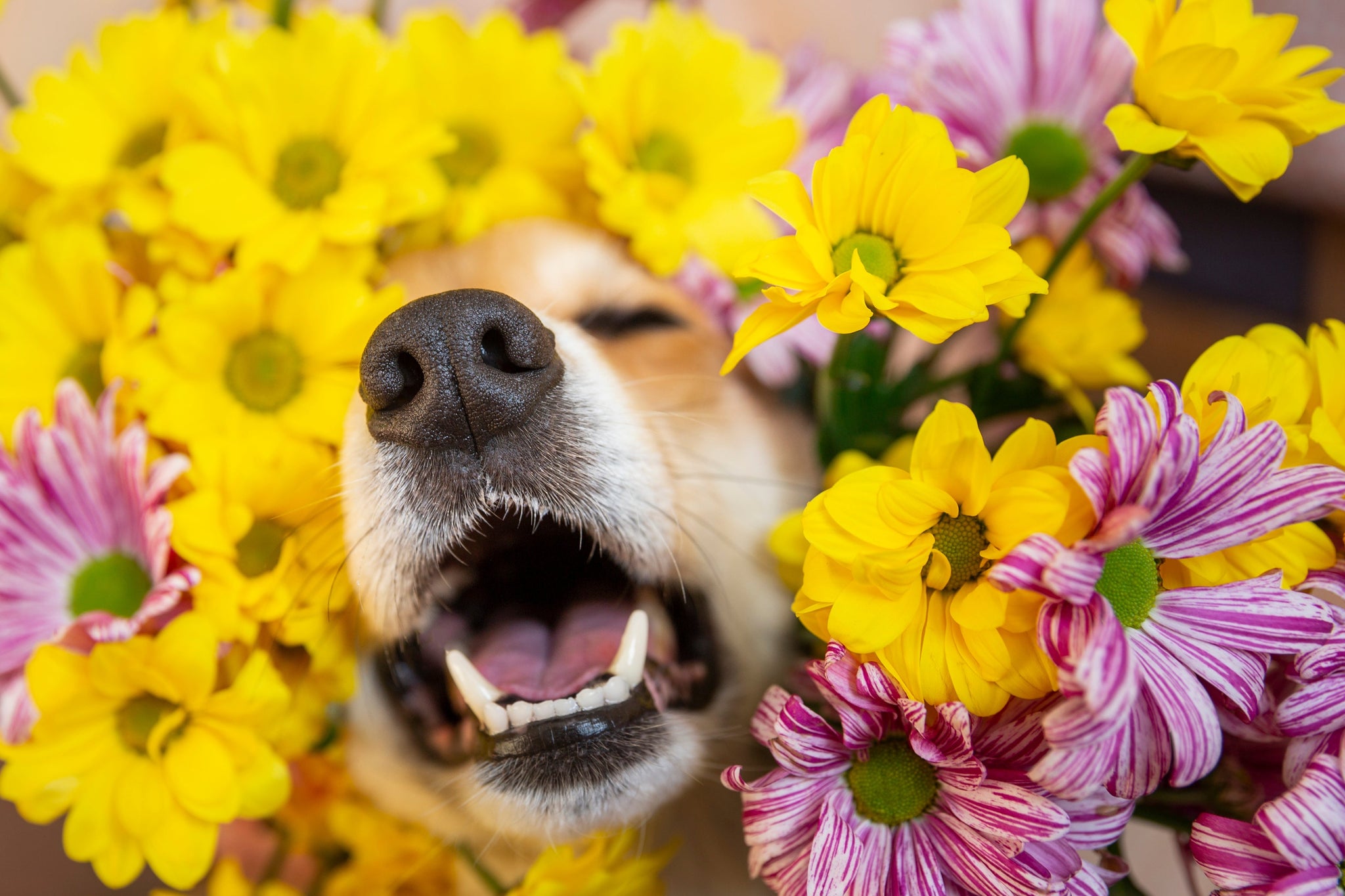 Giftige & ungiftige Pflanzen fr Hunde: Sicherer Garten  LEO LWENHERZ