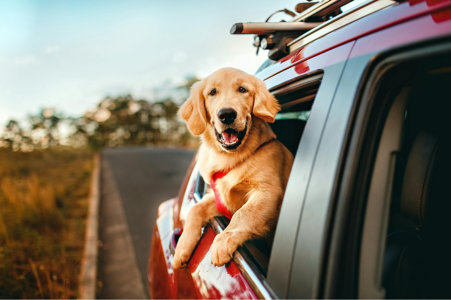 Gemeinsam unterwegs: Die schönsten Ausflugsziele mit Hund