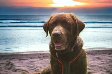 Bärchens Geschichte vom Retriever und Freunde e. V.