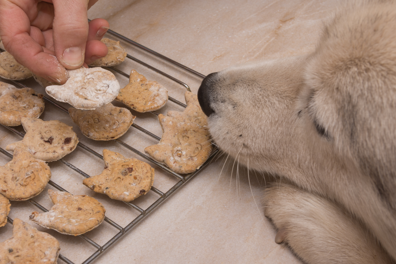 Frühlingshafte Karotten-Haferflocken-Kekse für Hunde