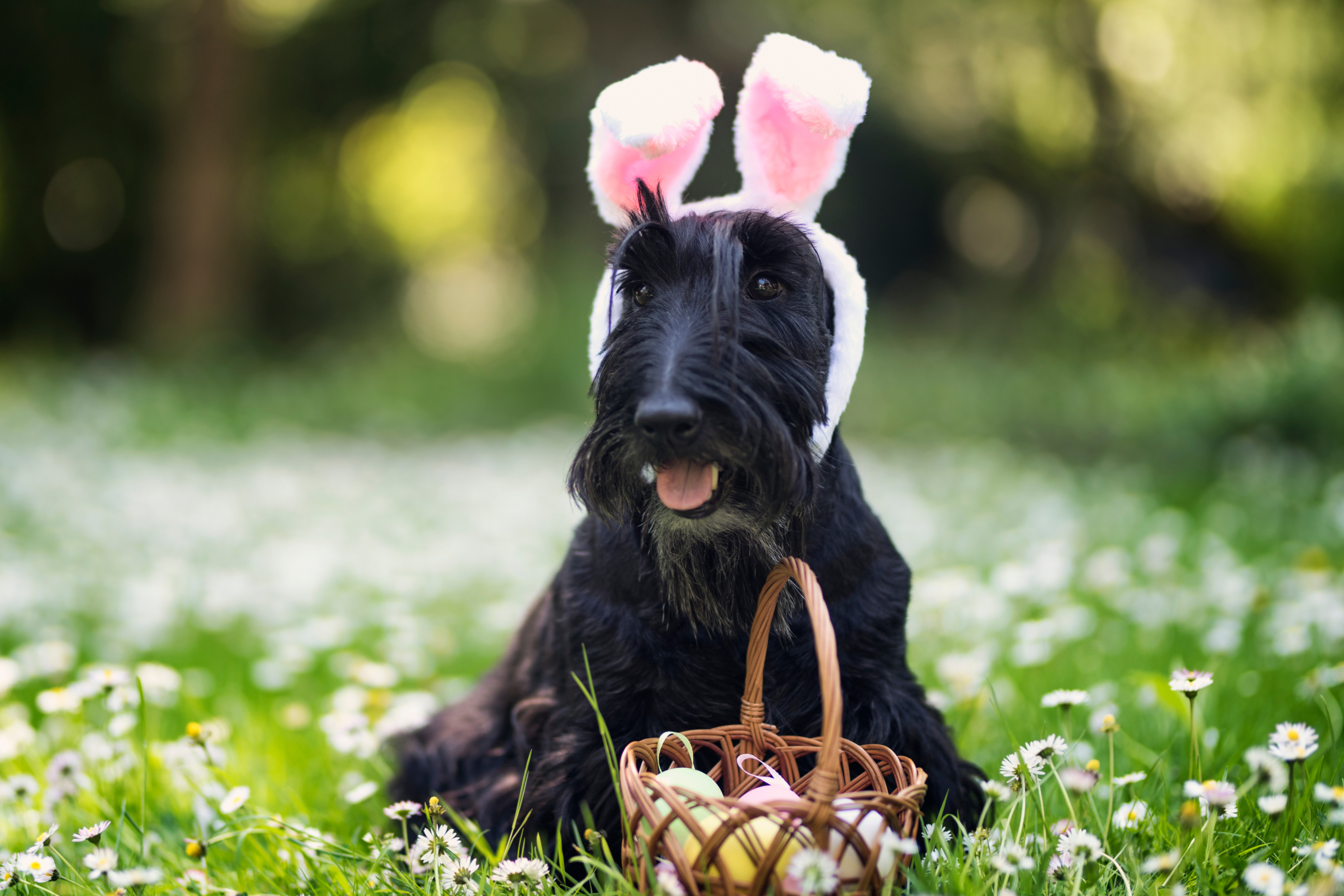 Ostern mit Deinem Hund: Tipps für ein hundefreundliches Fest