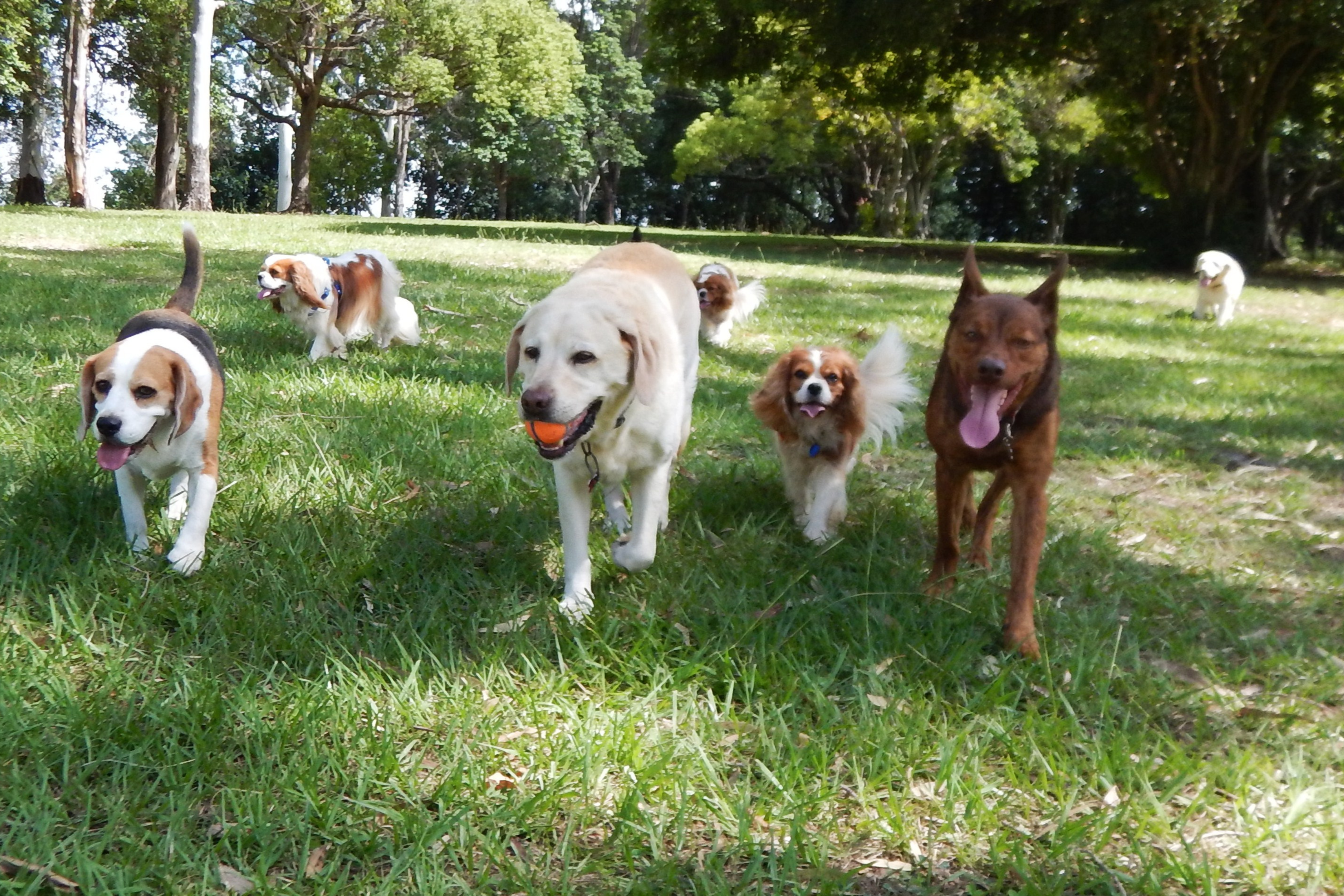 Wochenende mit Hund: 7 spannende Ideen für gemeinsame Abenteuer