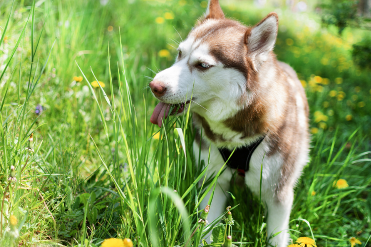Warum frisst mein Hund Gras? Ursachen, Risiken und natürliche Lösungen