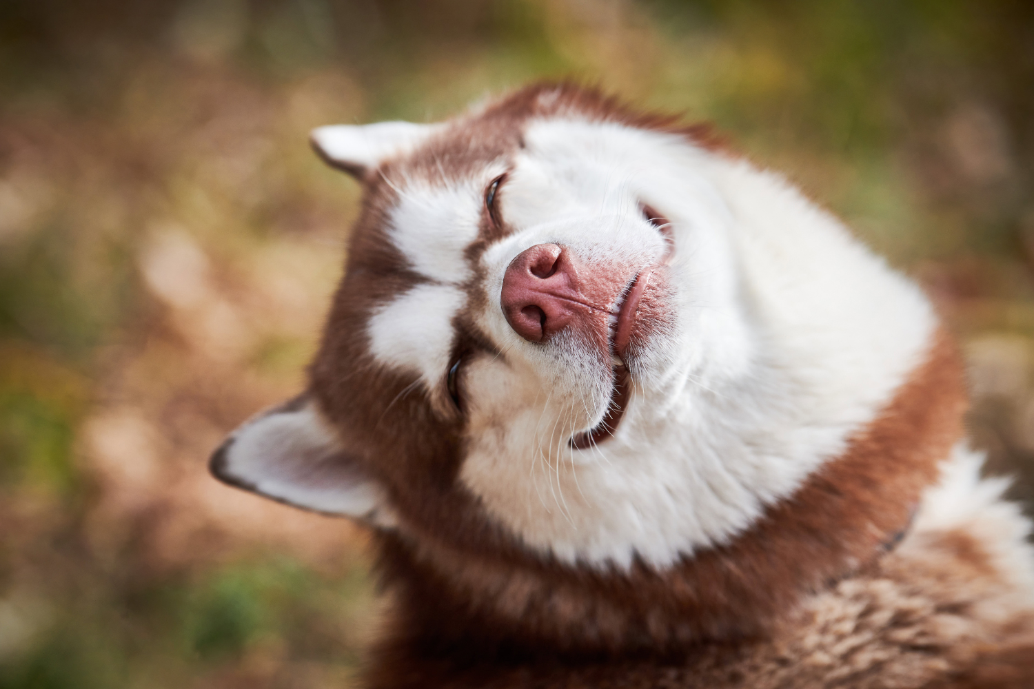 Emotionen bei Hunden – was Dein Hund wirklich fühlt