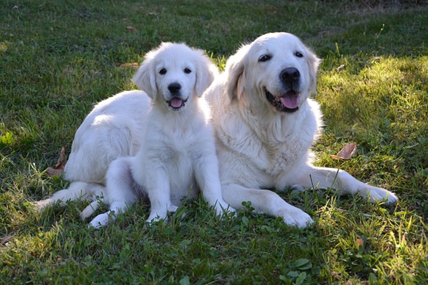 Gastbeitrag von Susanne Seuffert: Der Golden Retriever – vom Jagdhund zum Familienhund