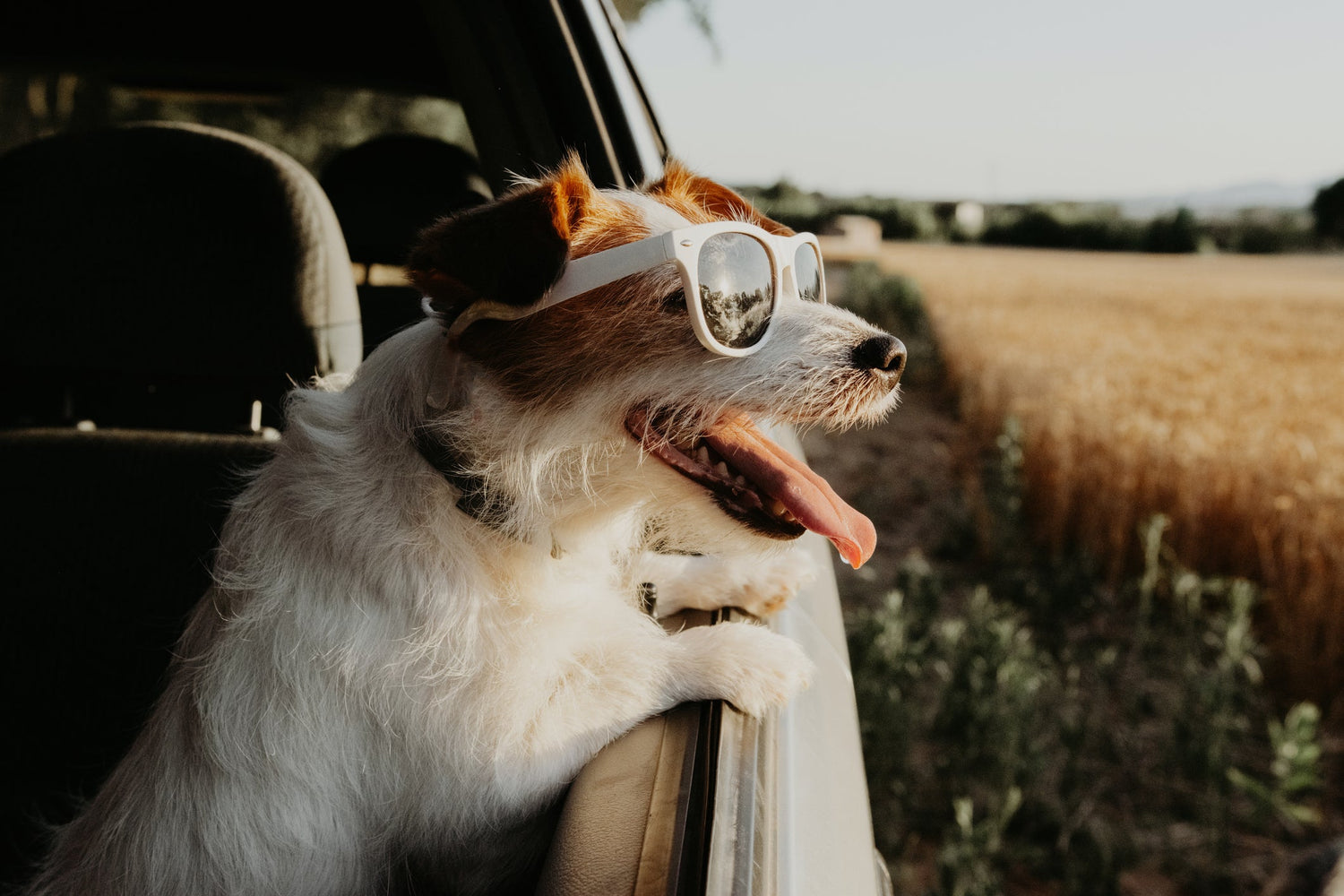 Heiße Sommertage – Hitzeschlag beim Hund vorbeugen