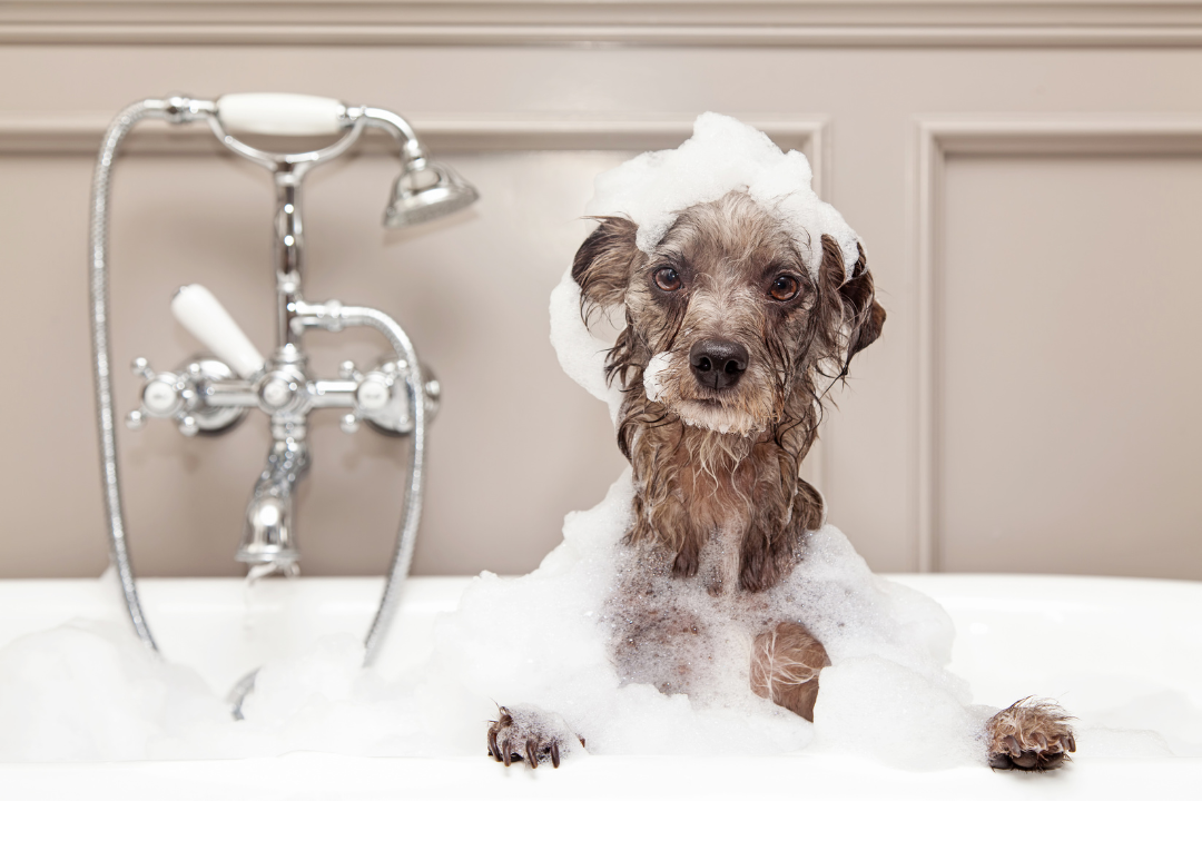 Hund Badewanne Dusche baden waschen