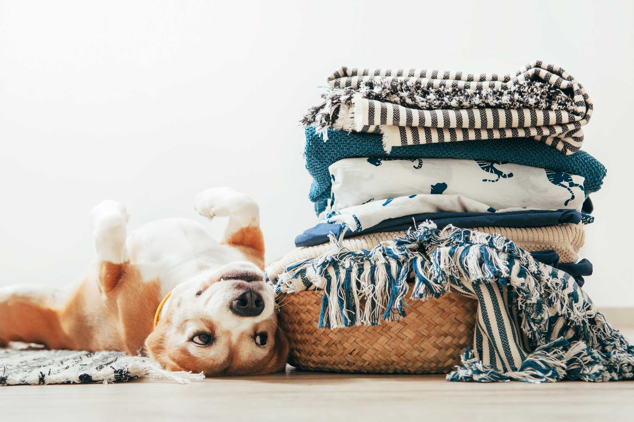 Ein sauberer Haushalt mit Tieren – Eine Wunschvorstellung?