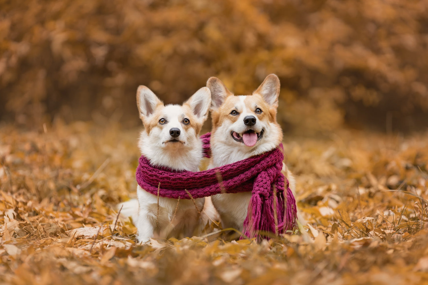 Hund im Herbst & Winter: So bleibt Dein Vierbeiner gesund & fit