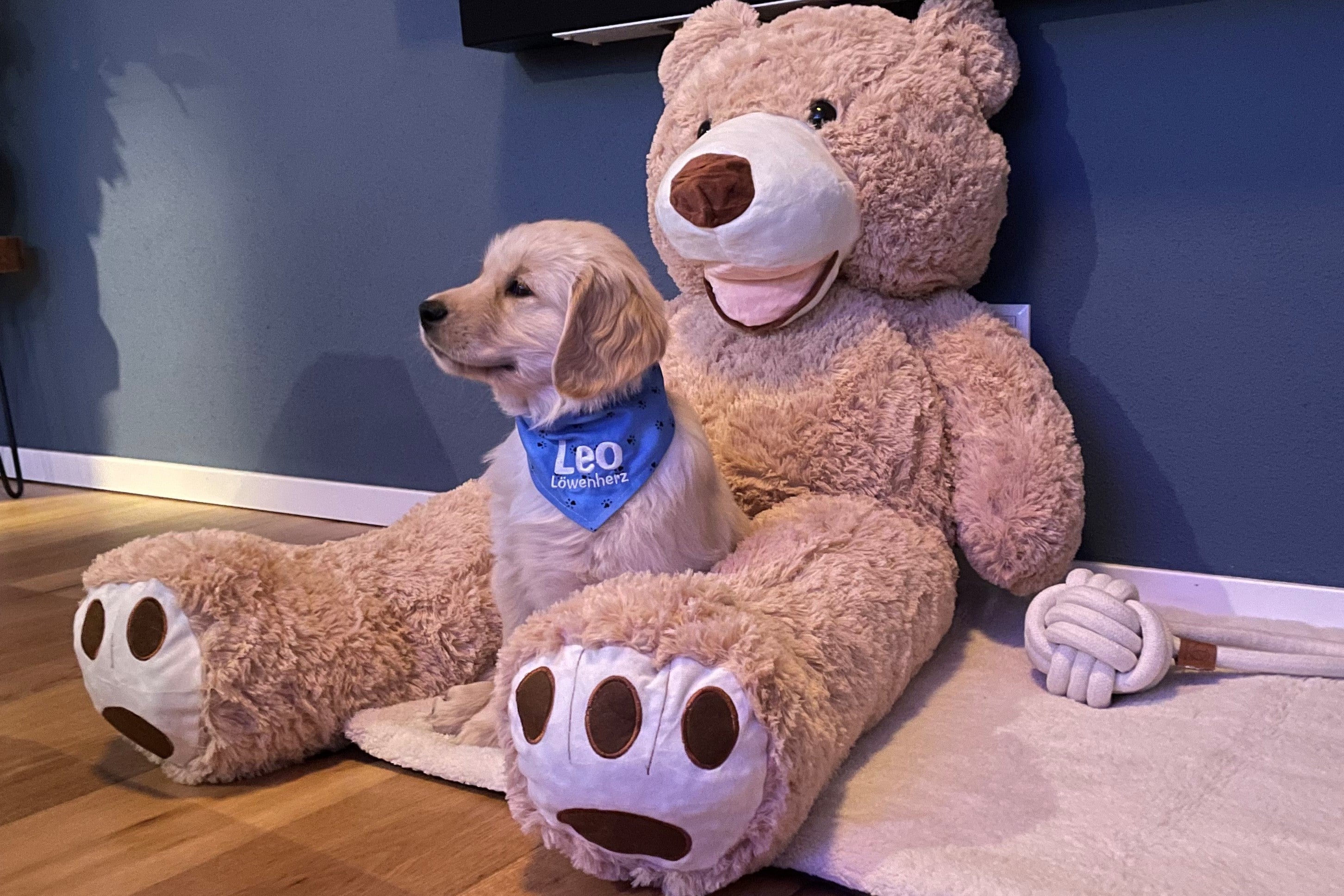 Fun Facts über unseren Mitgründer-Hund Leo, die Dich garantiert zum Schmunzeln bringen!