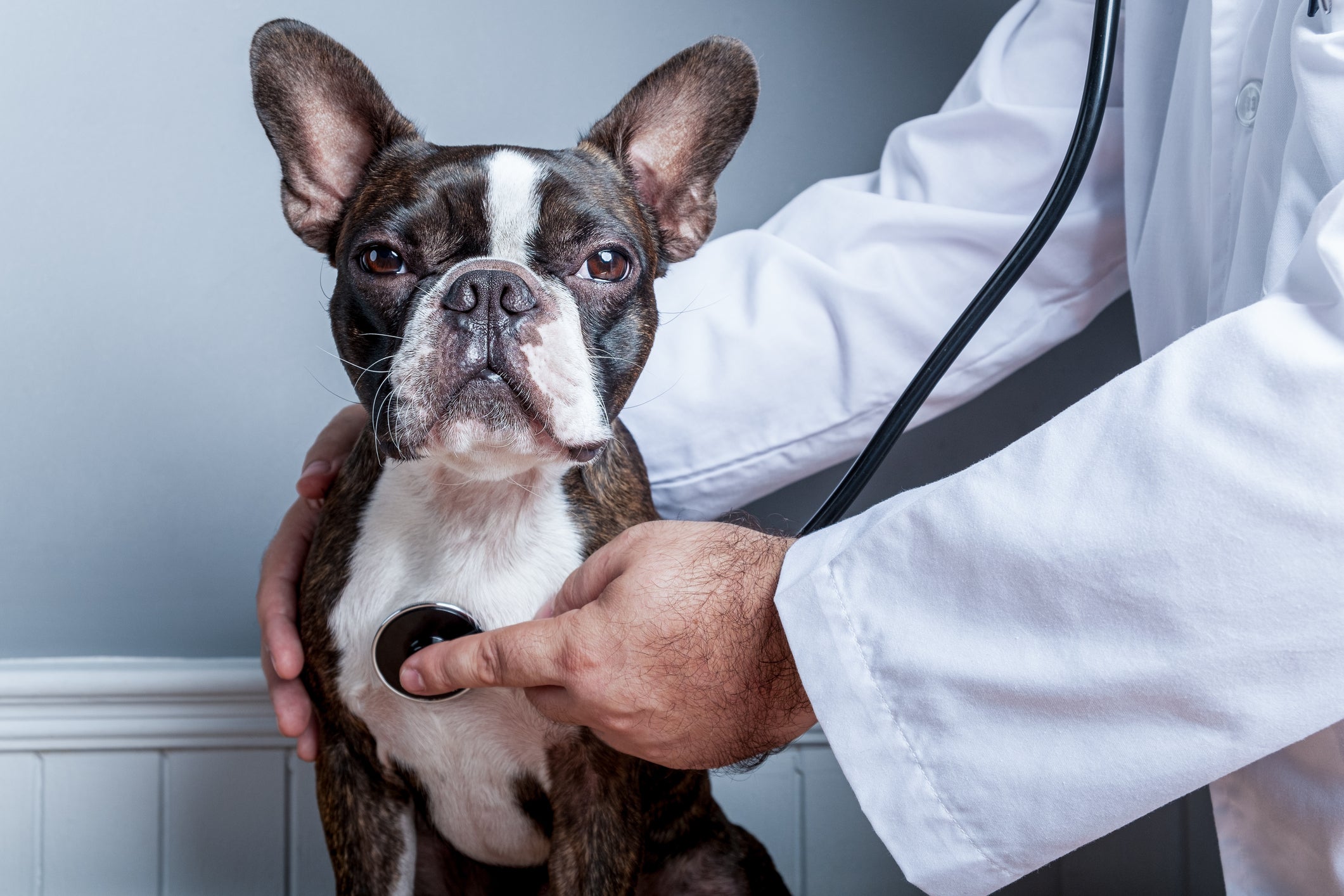 Medical Training für Hunde – Ohne Stress zum Tierarzt & Co.