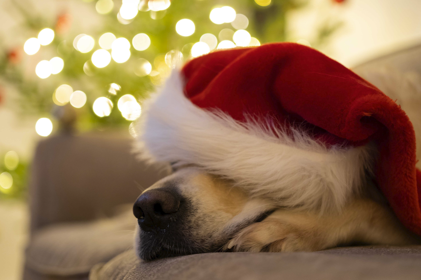 Weihnachten & Silvester mit Hund: So bleibt Dein Vierbeiner entspannt