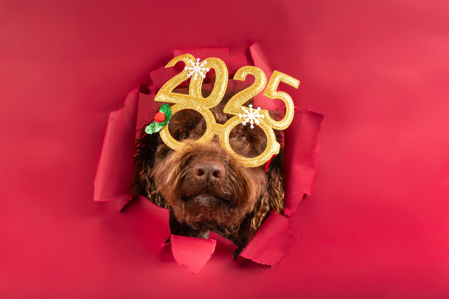 Silvester mit Hund: So wird die Nacht stressfrei für Deinen Hund