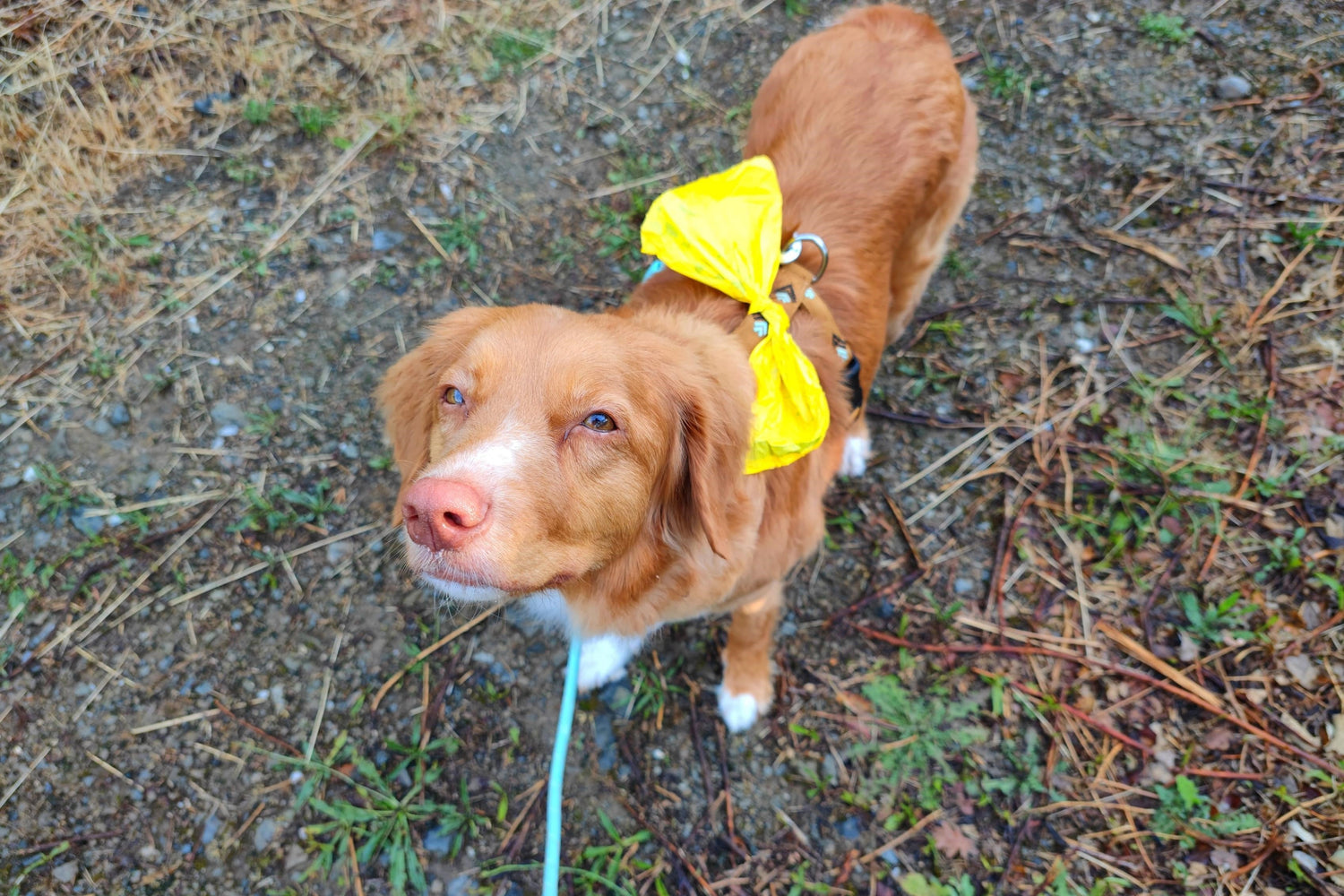 Gastbeitrag von Tanja Germann von TAVANI: Mehr Abstand für deinen Hund – die gelbe Schleife