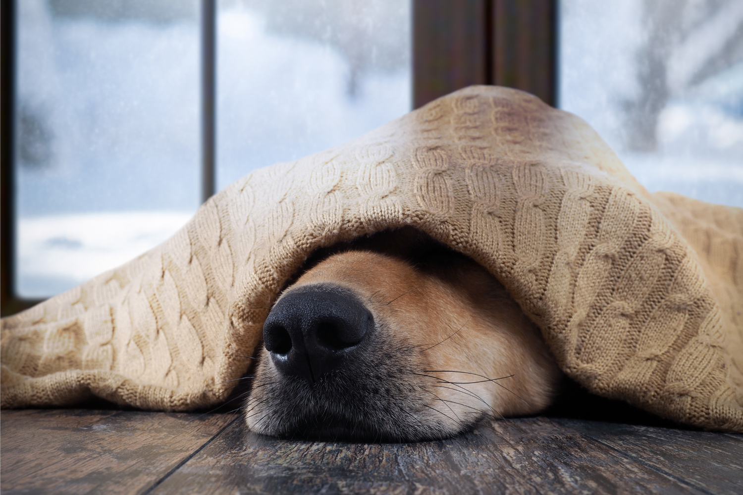 Unsere Vierbeiner im Winter: Tipps für eine glückliche und gesunde Zeit