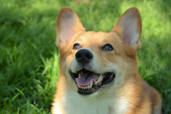 Zahnpflege beim Hund: Ein gesundes Lächeln für Deinen Vierbeiner