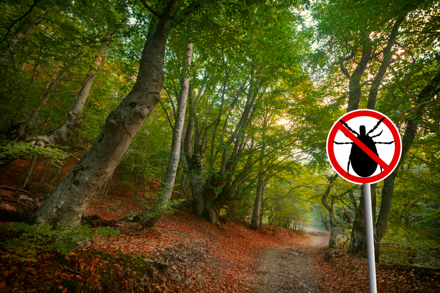 Die besten Zeckenmittel für Hunde