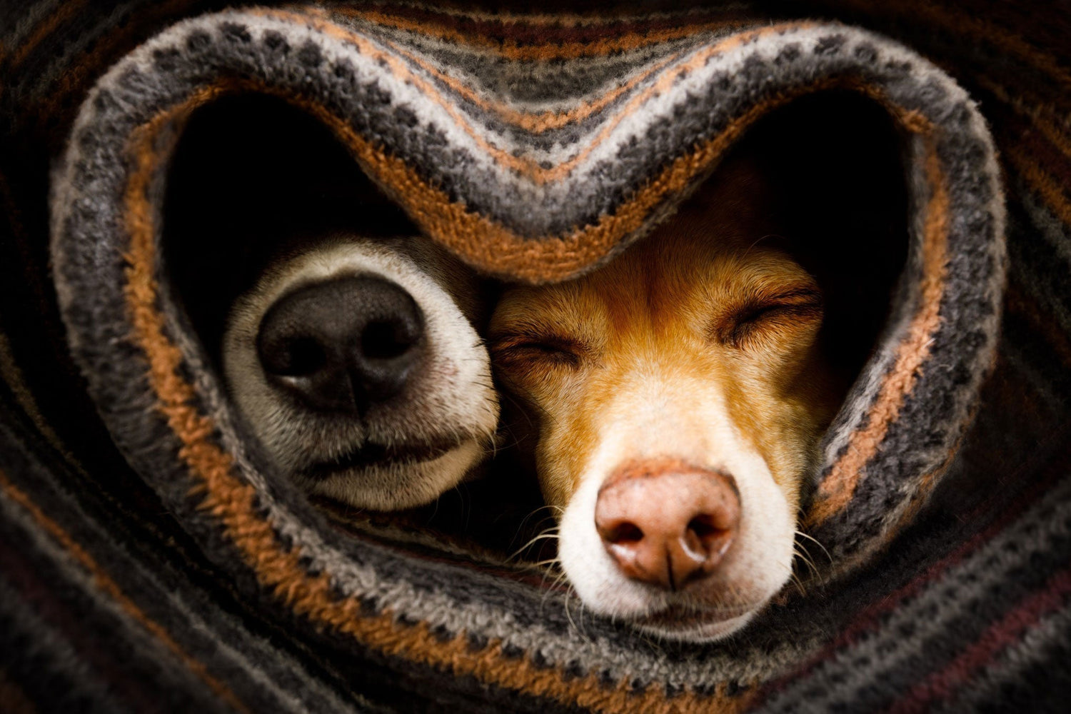 Baldrian für Hunde - in der inneren Ruhe liegt die Kraft