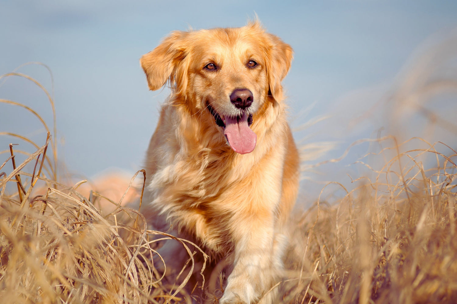 Funktions-Leckerchen für Hunde – Gesunde Snacks mit echtem Mehrwert