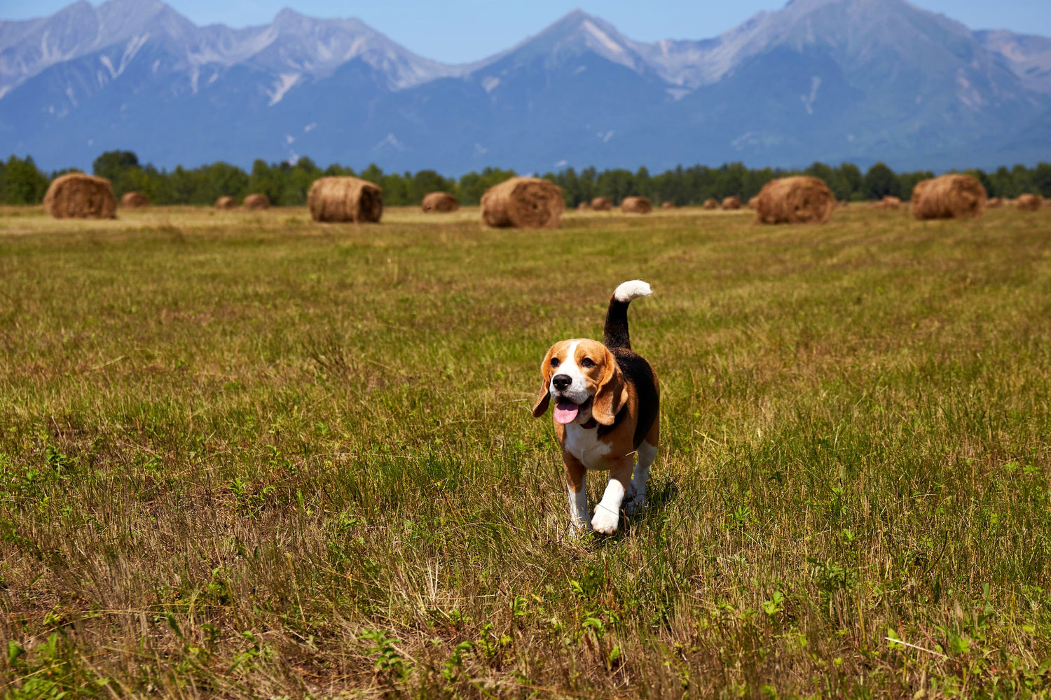 Frischluft tanken – So wichtig sind ausgedehnte Spaziergänge