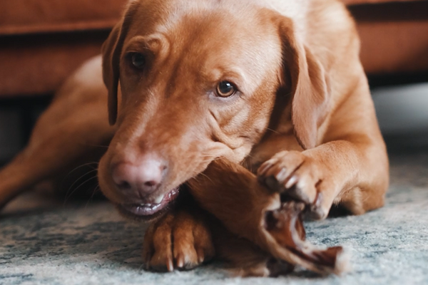Die beste Wahl für Deinen vierbeinigen Freund: Hypoallergene Kauartikel für Hunde