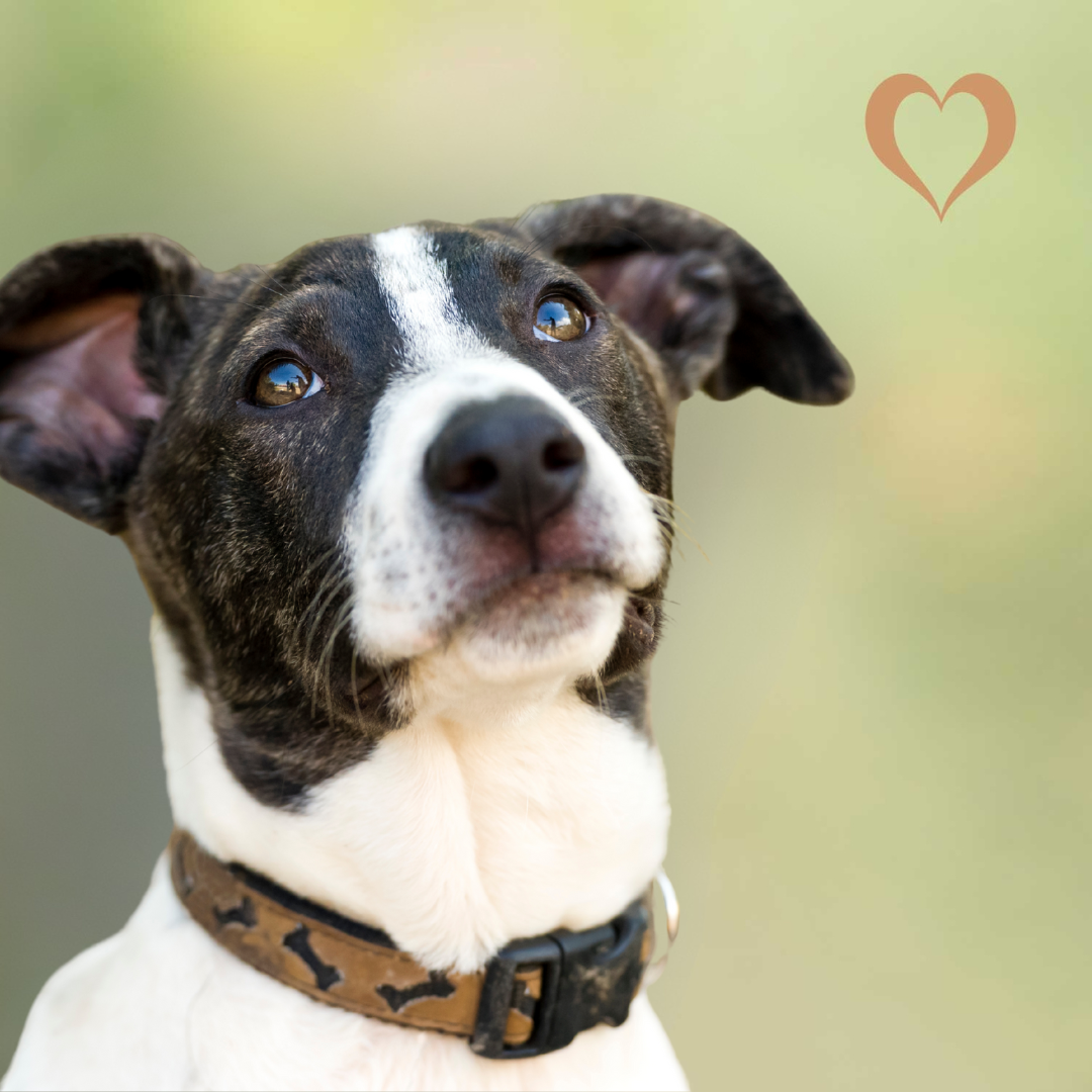 Kamelkopfhaut-Platte XXL