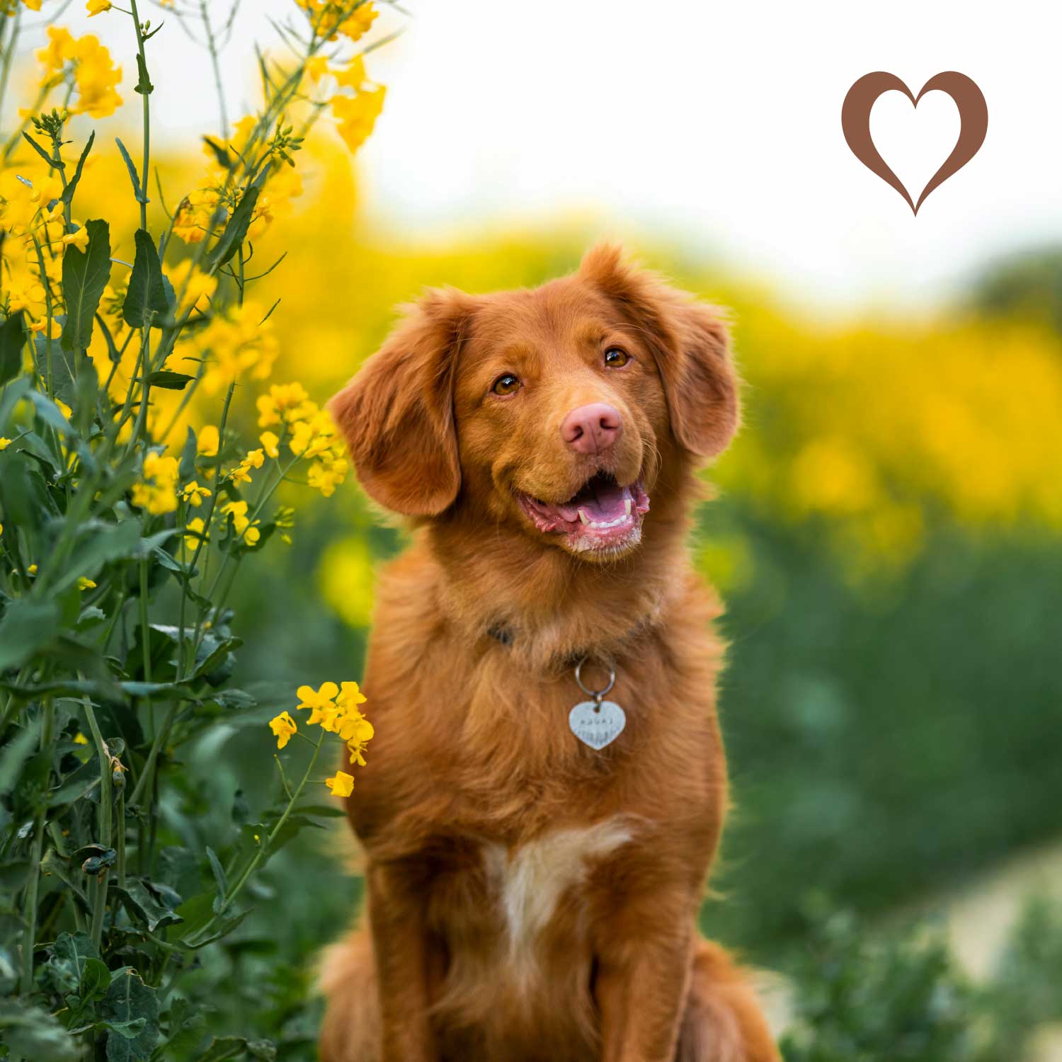 Straußen-Darm, 400g