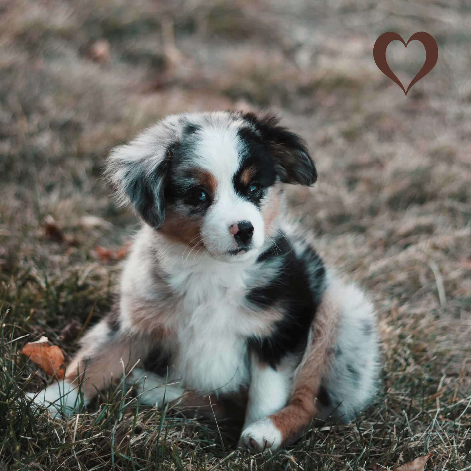 Pferdedörrfleisch, 500g