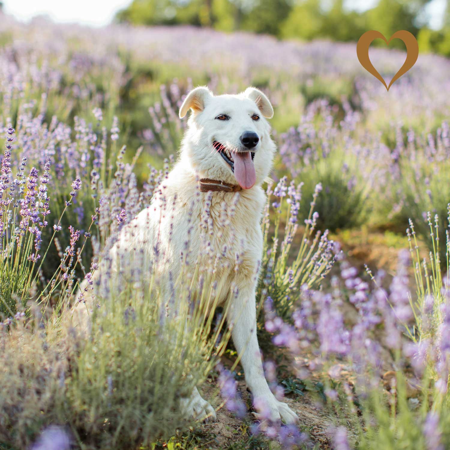 Fleischstreifen Ente, 500g