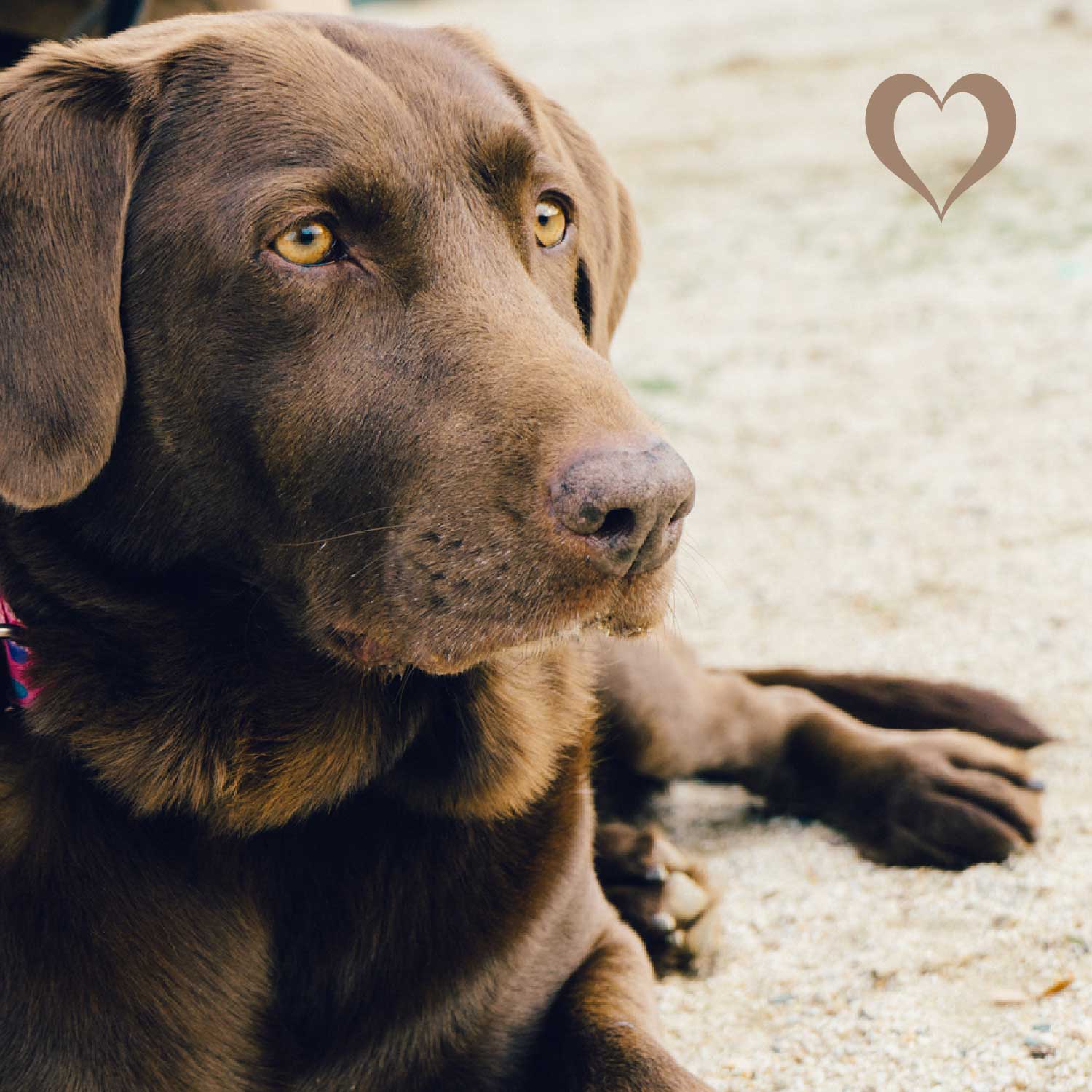 Fleischstreifen Fasan, 500g