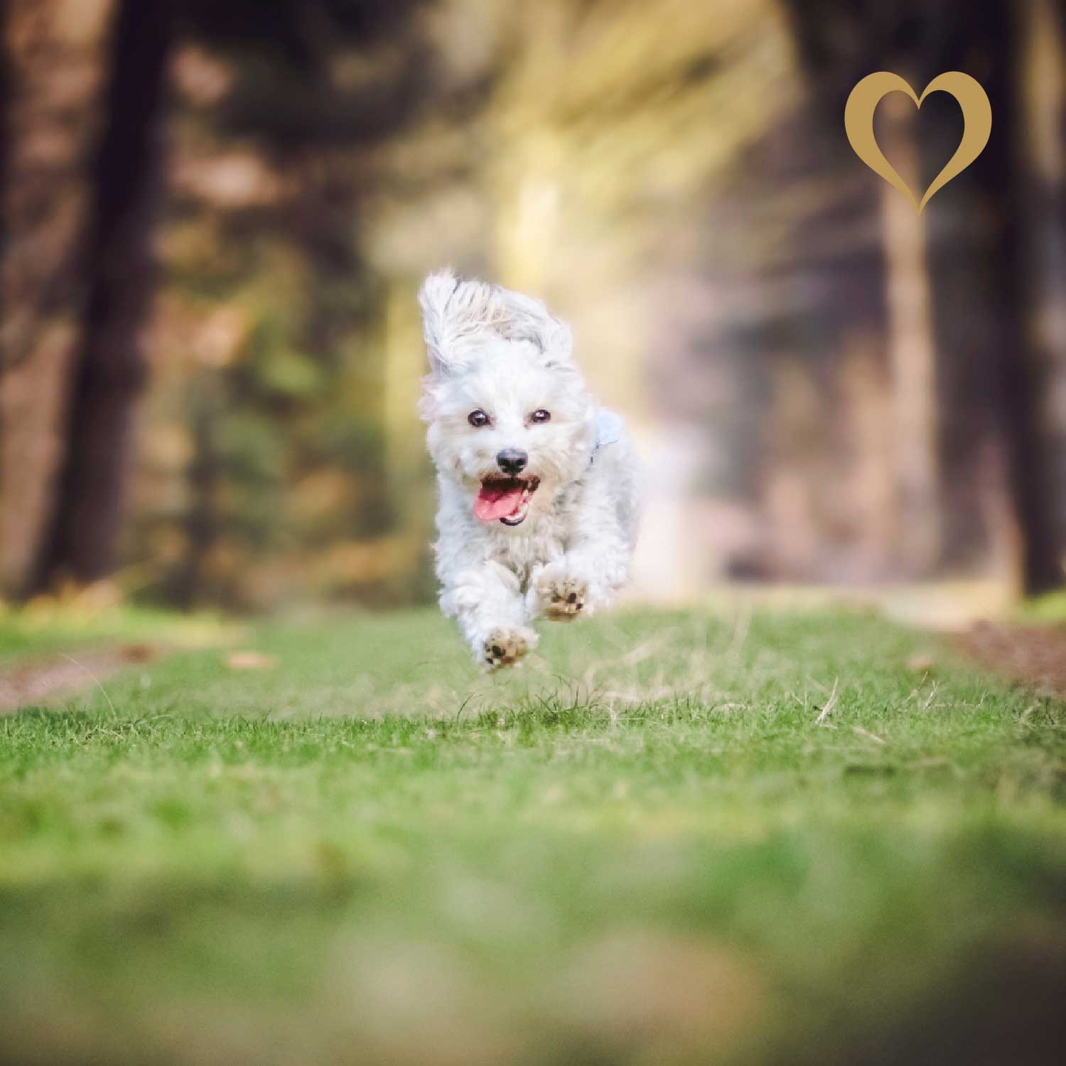 Fleischstreifen Gans, 500g