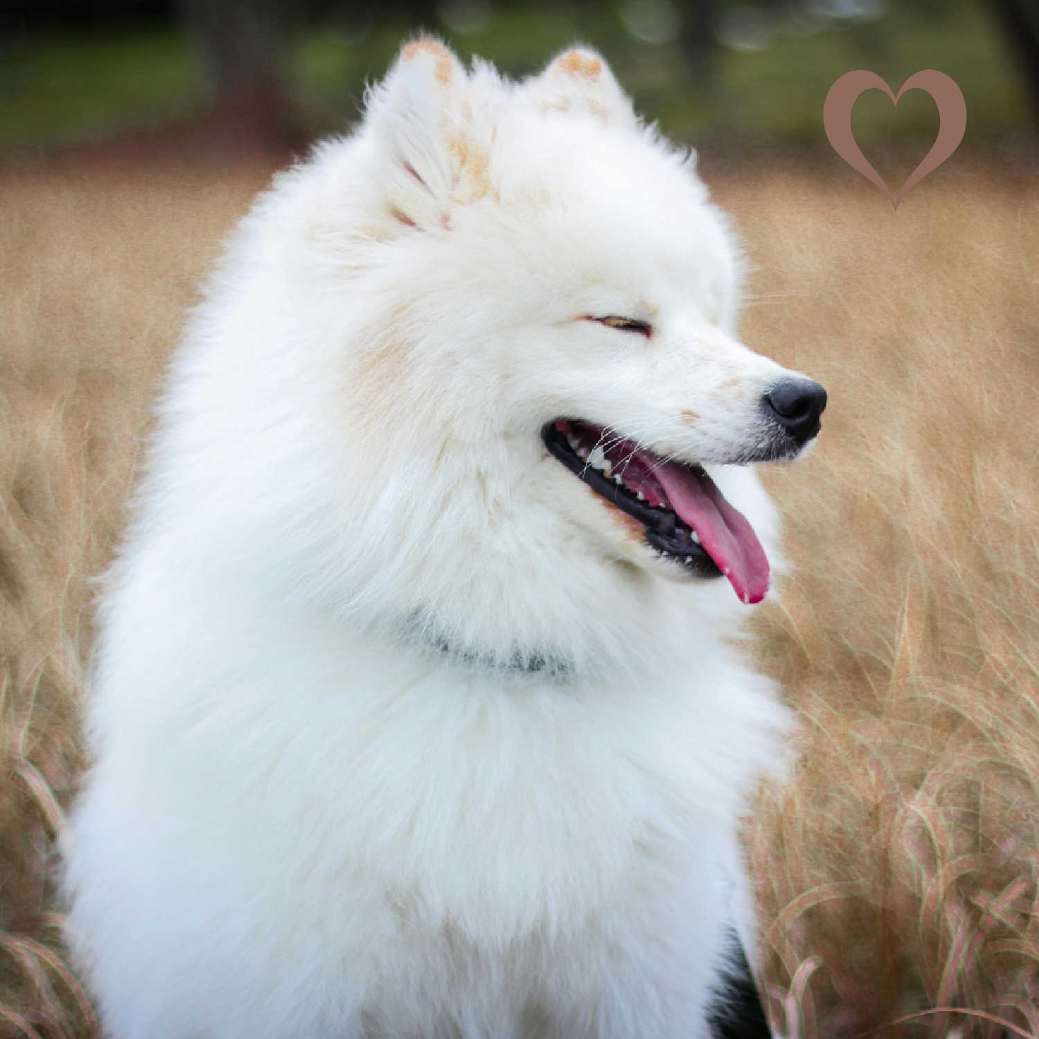 Fleischstreifen Pferd, 500g