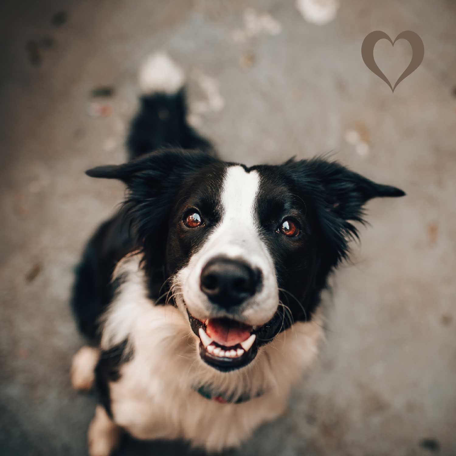 Fleischstreifen Wildschwein, 500g