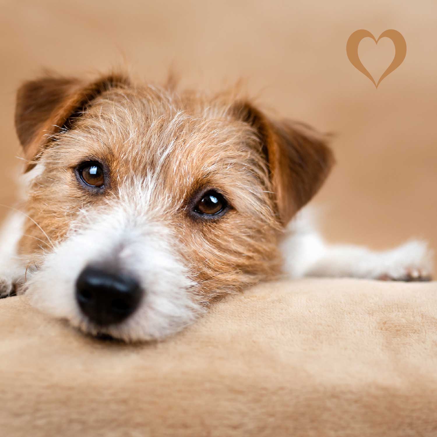 Fleischwürfel Ente, 500g