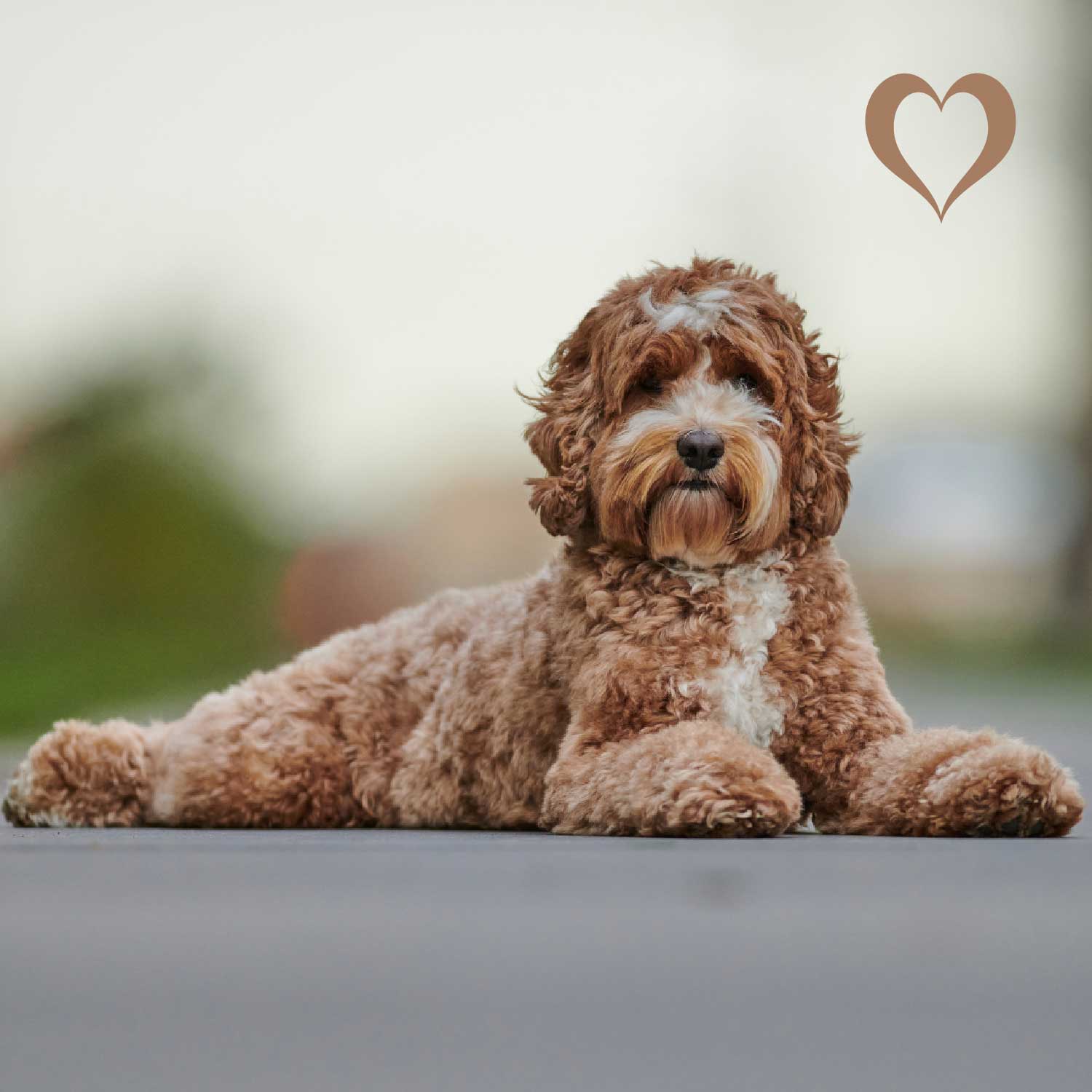 Fleischwürfel Hirsch, 500g