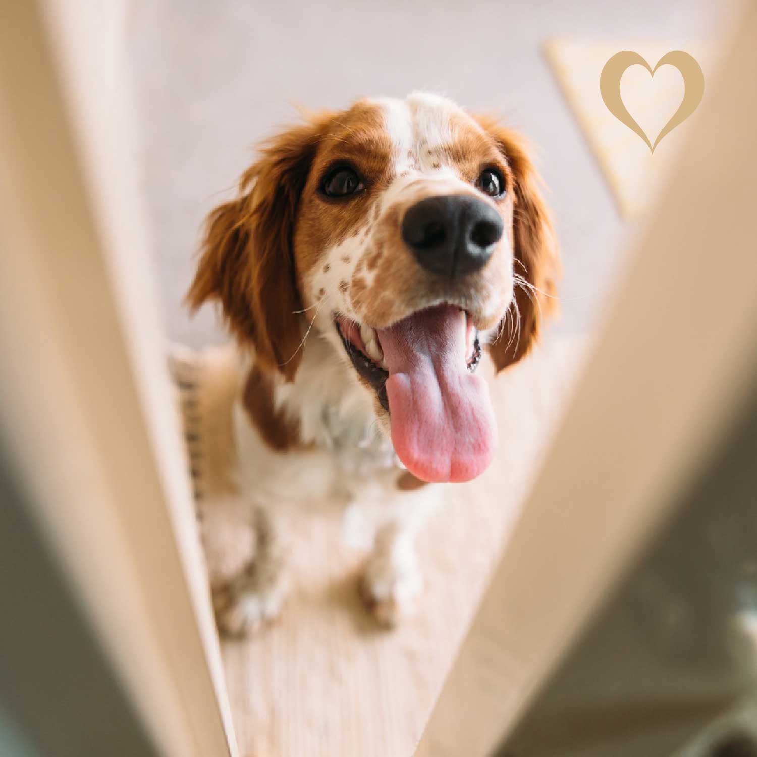 Fleischwürfel Kaninchen, 500g