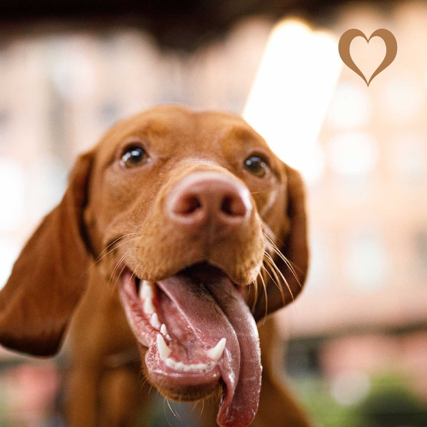 Fleischwürfel Pferd, 500g