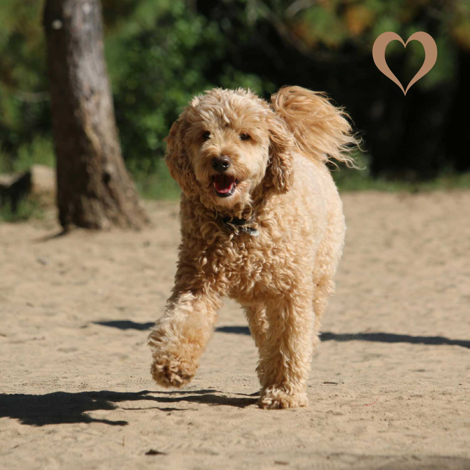 Fleischwürfel Rind, 500g