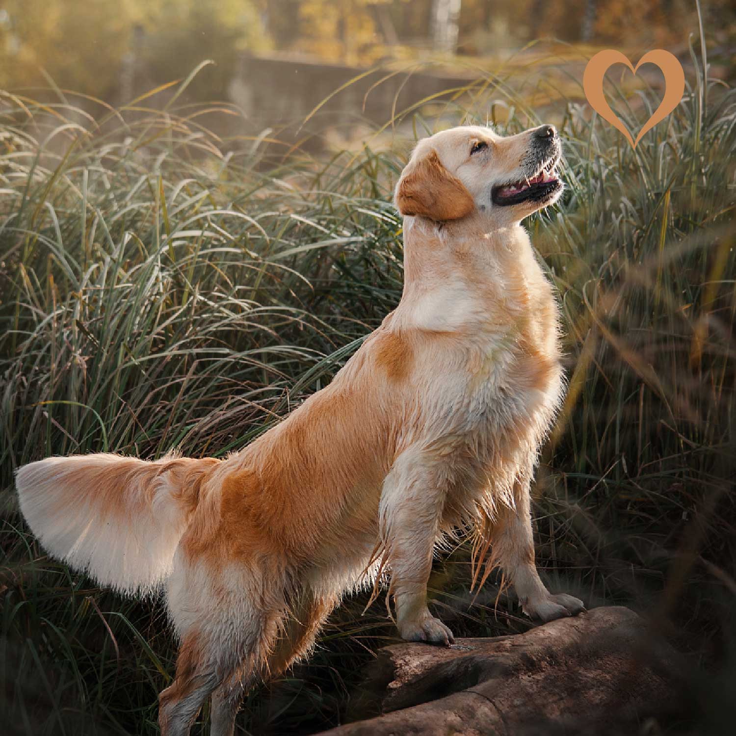 Fleischwürfel Wildschwein, 500g