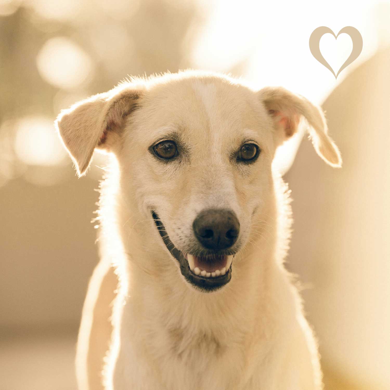 Ziegenfüße natur, 5 Stück