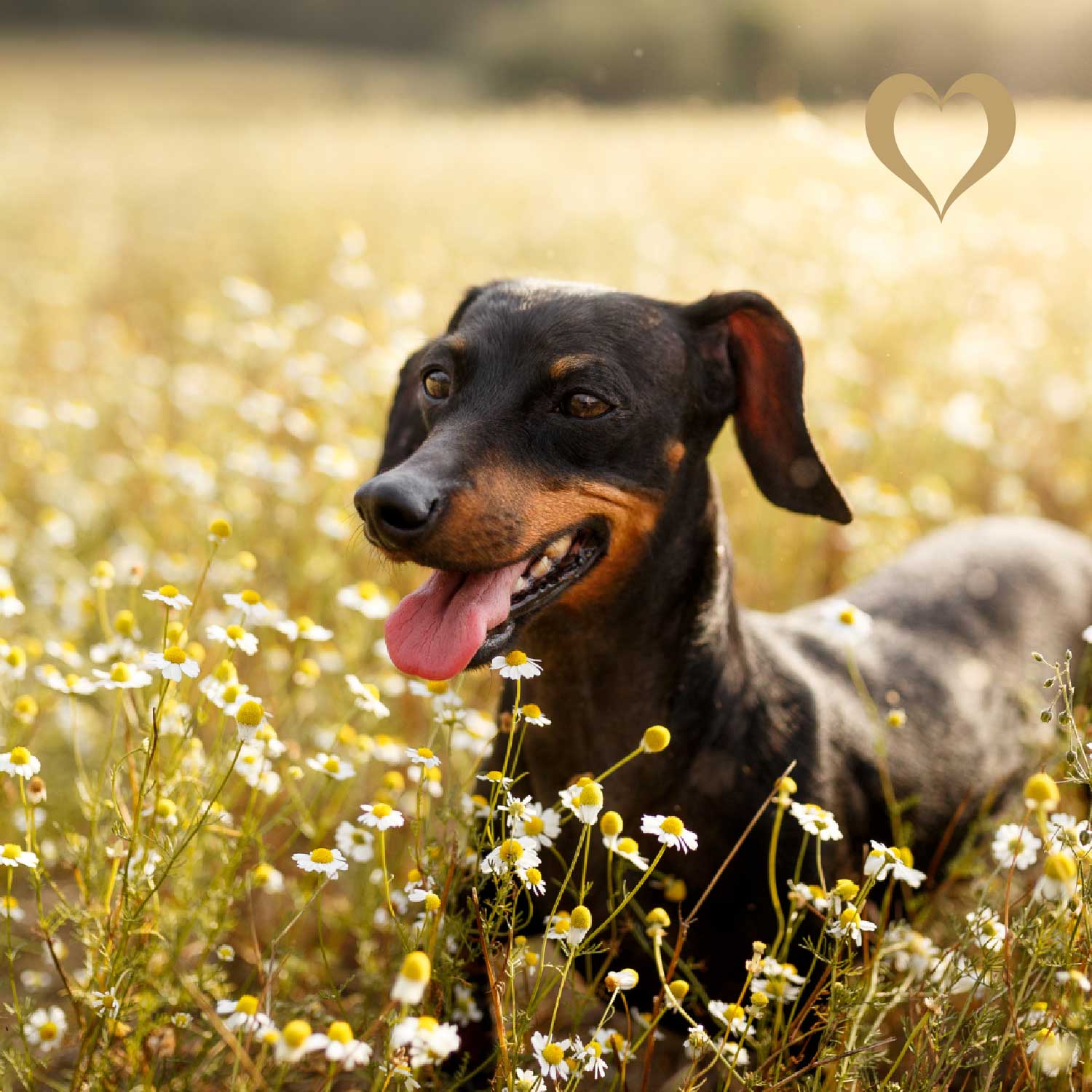 Pferdehaut mit Fell, 500g