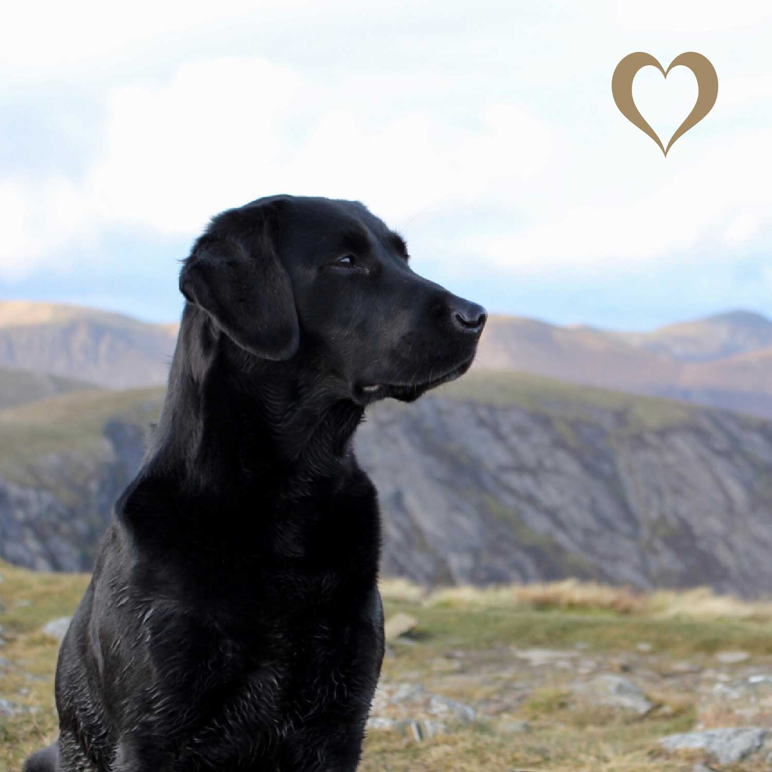 Ziegenhaut-Rolle, 500g