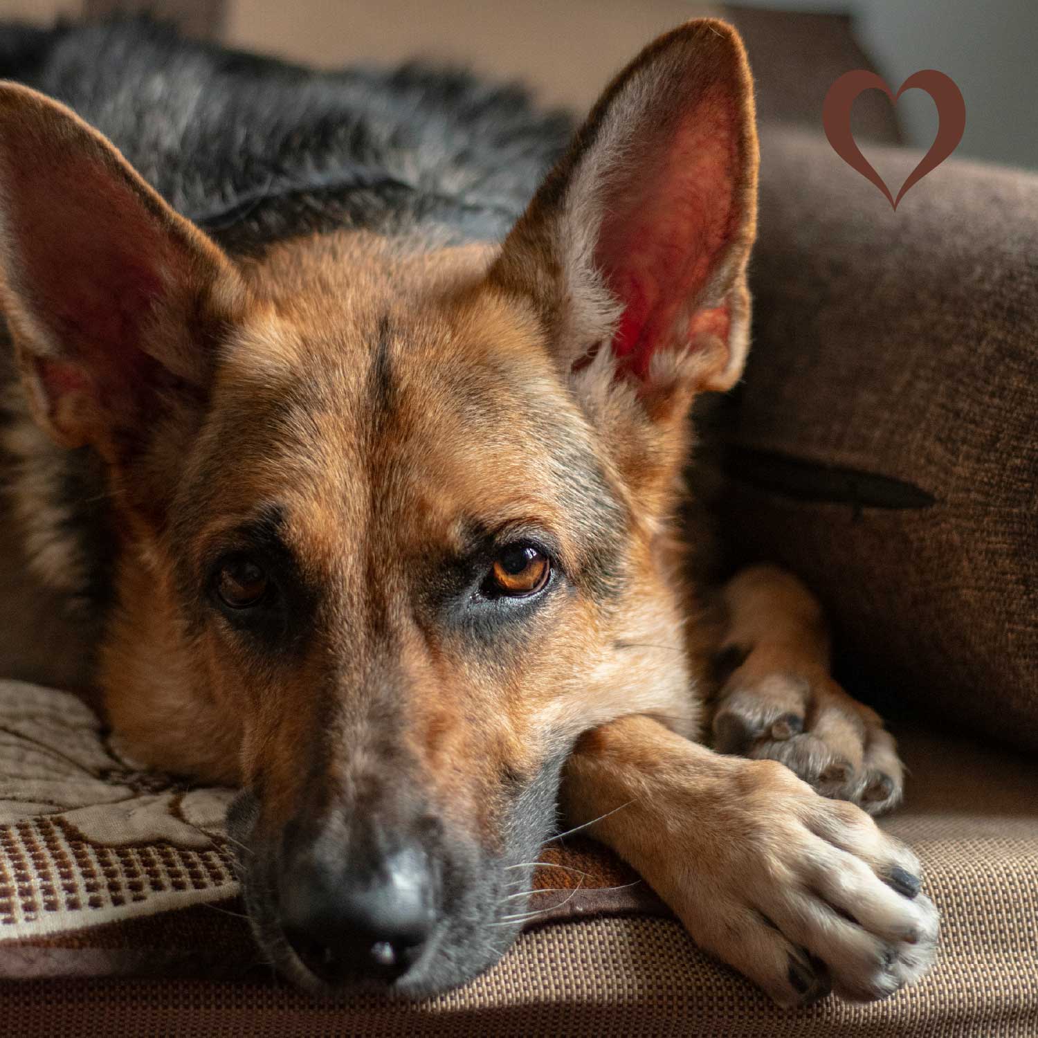 Rinderkopfhaut-Platten, 500g