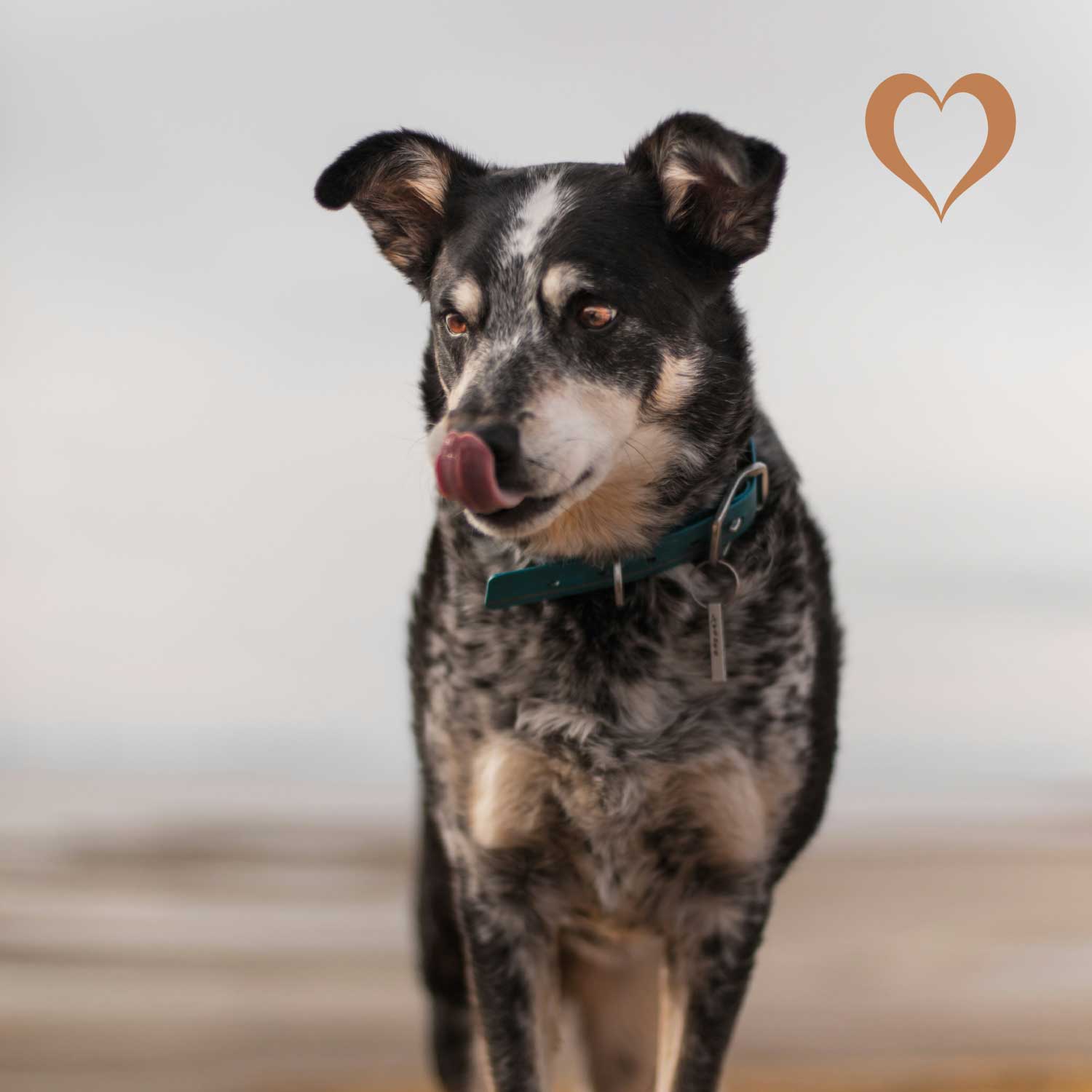 Rinderkopfhaut-Platte XXL