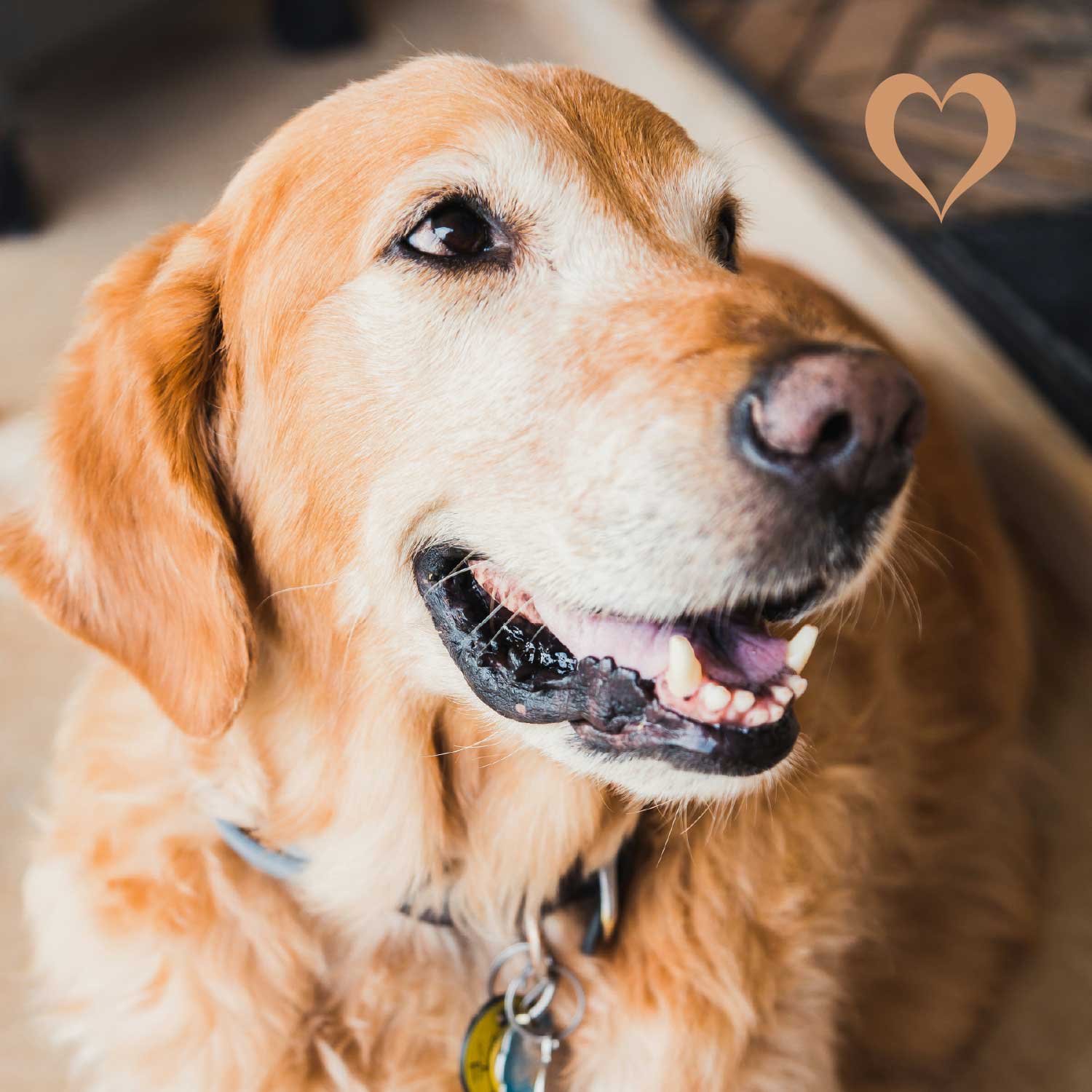 Ziegenkopfhaut, 500g